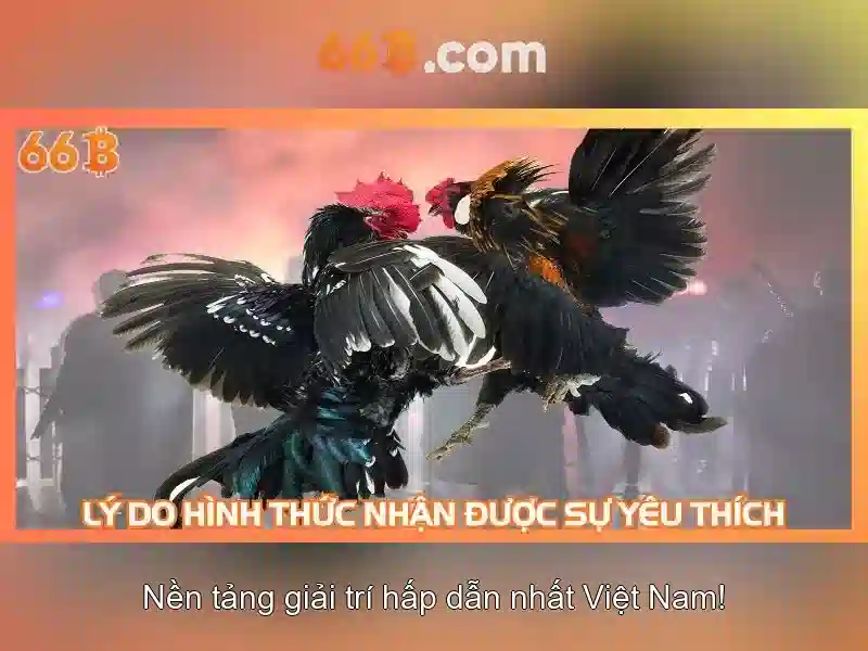 66B là gì