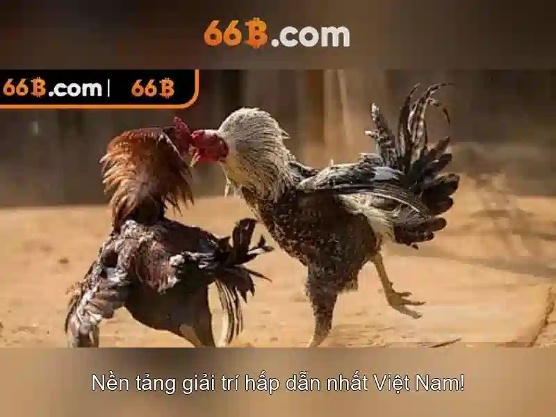 66B là gì
