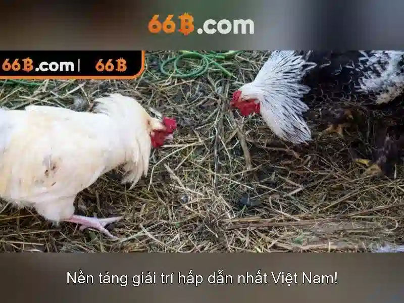 Khái niệm và nguồn gốc của 66b